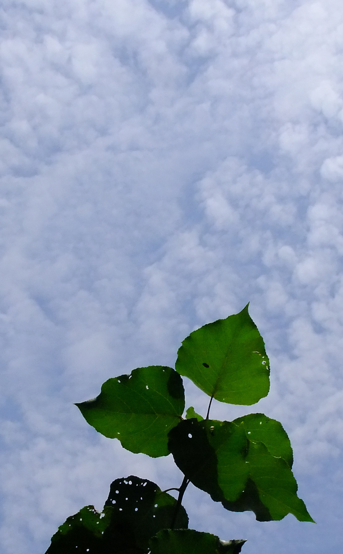 dscf6191_ת_.jpg