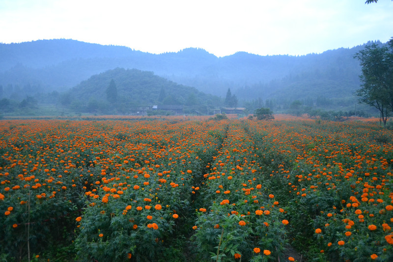 dsc_0438.jpg