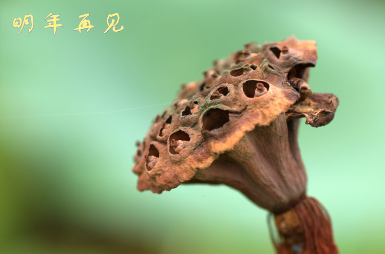 ͼƬ´ڴ򿪲鿴