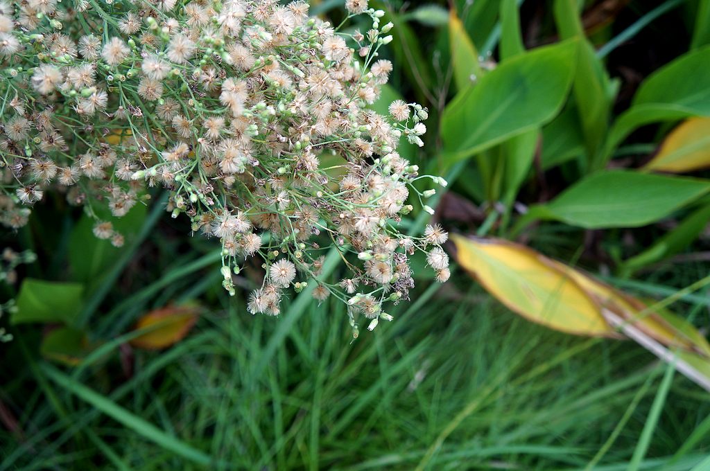 dsc02266.jpg