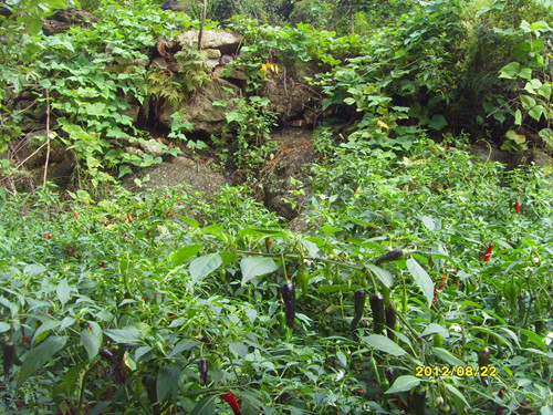sdc14116_.jpg
