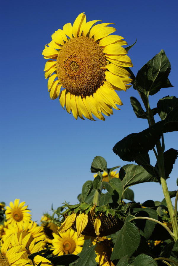 _dsc0004.jpg