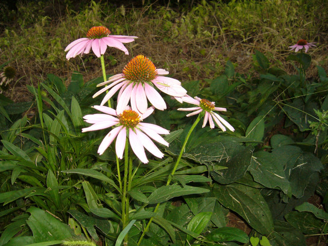 p1030244.jpg