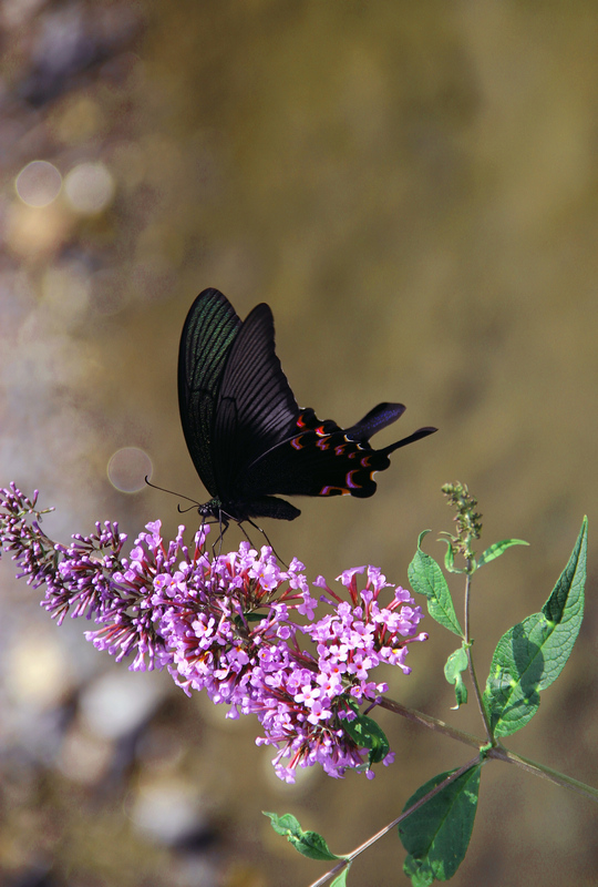 img_3285ab.jpg