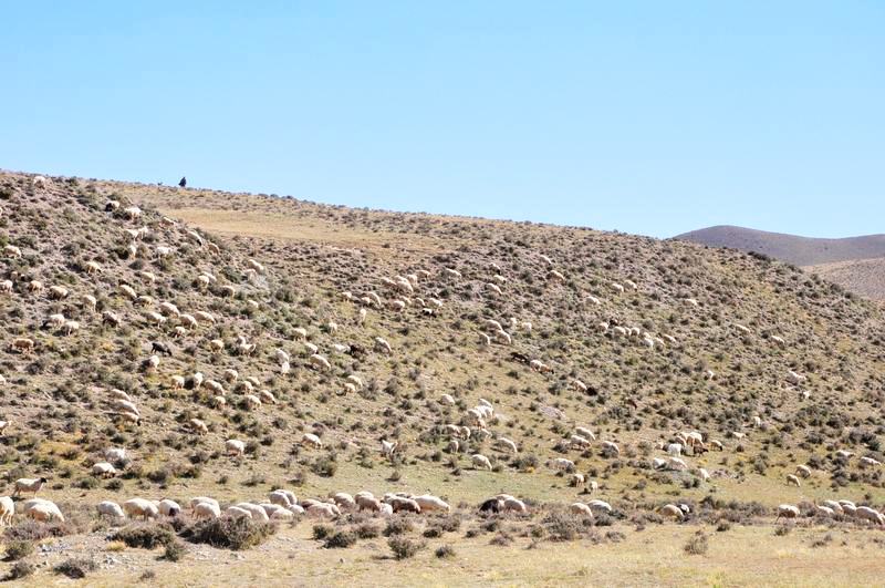 dsc_6520.jpg