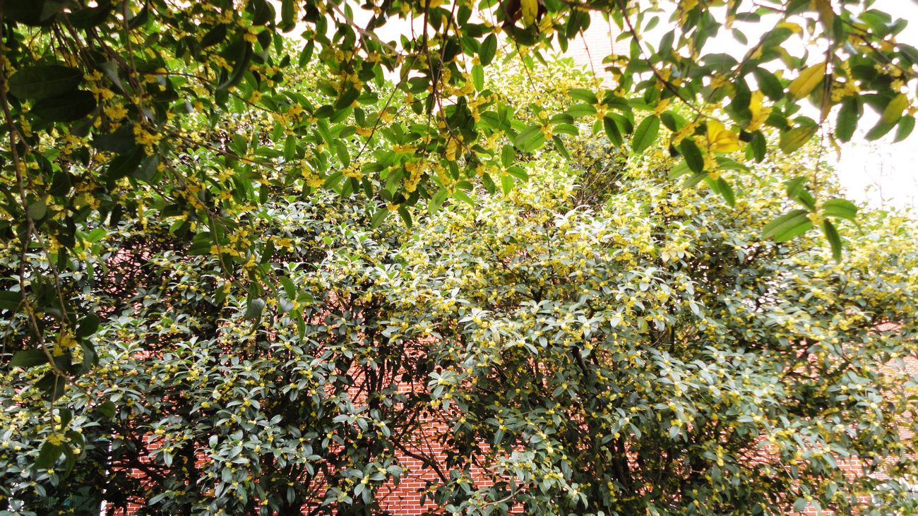 neo_img_dsc09286.jpg