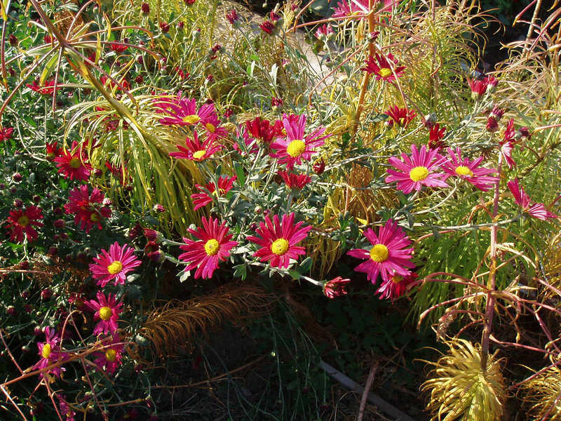 p1017593.jpg