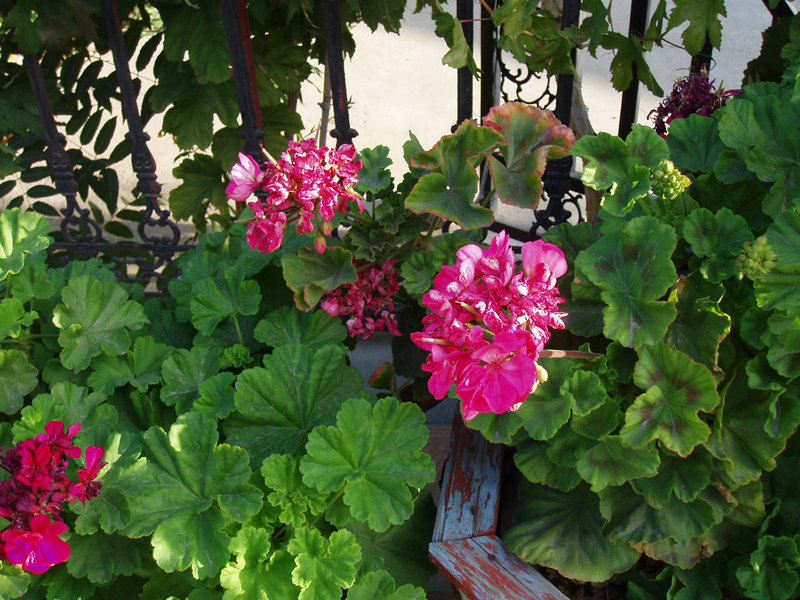 p1017614.jpg