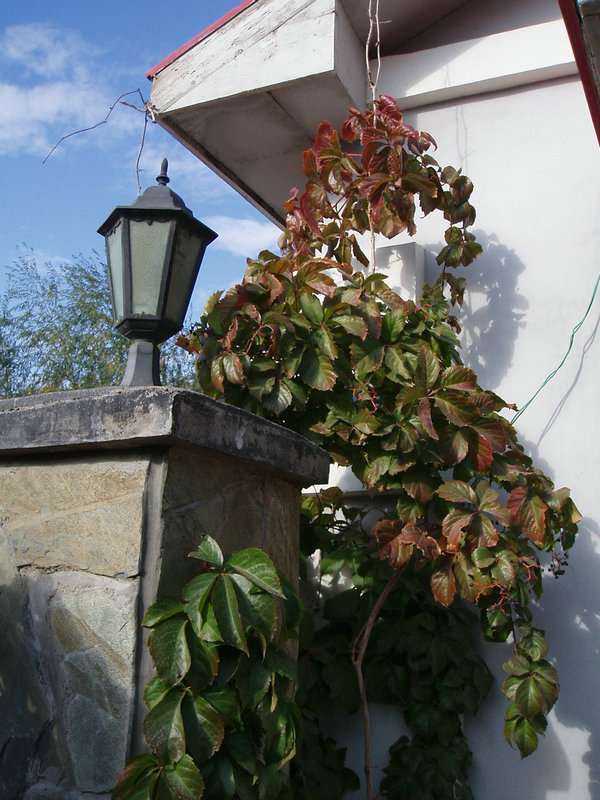 p1017640.jpg