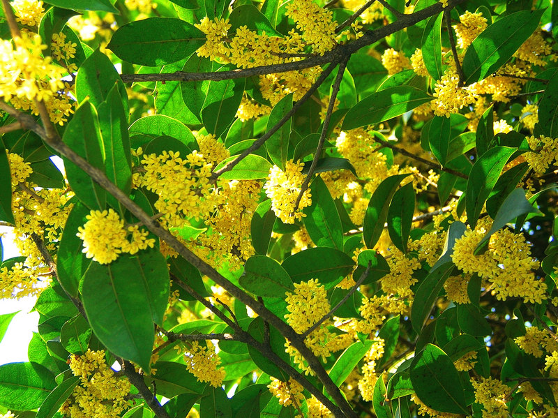 dscn6949ba.jpg
