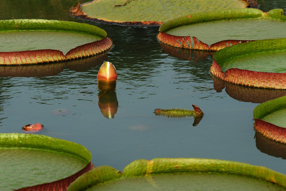 dsc_4313084.jpg