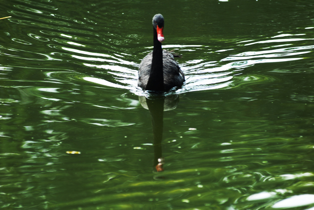 dsc_4778.jpg