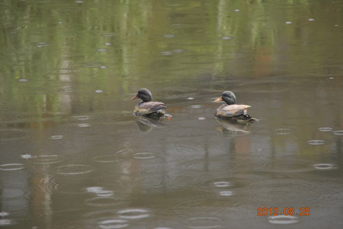 dsc_4962.jpg