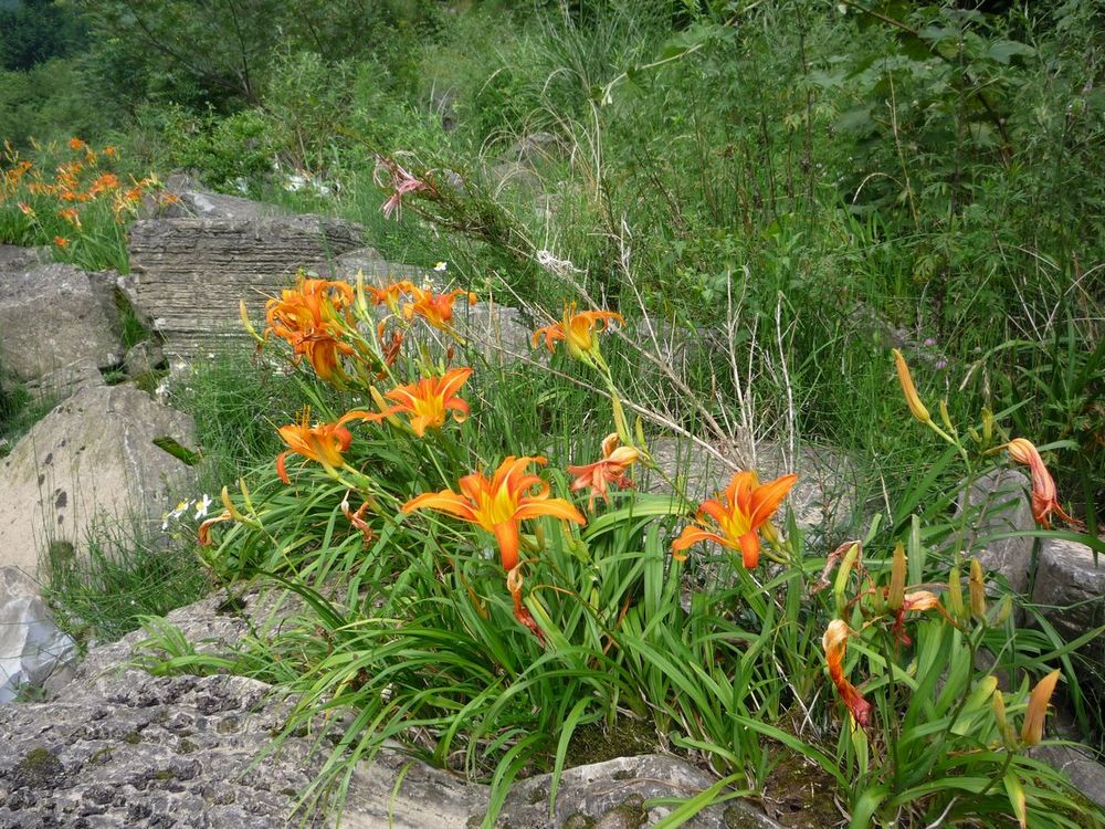 p1120231.jpg