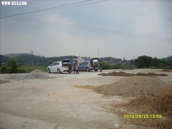 SL388865.JPG