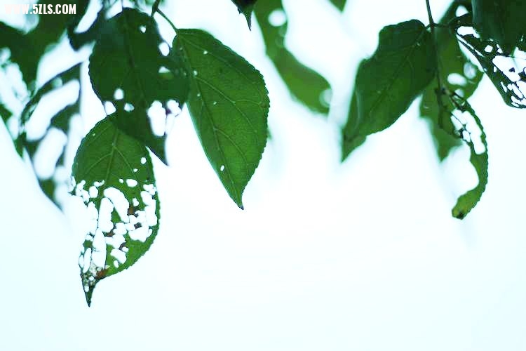 _MG_4741.JPG