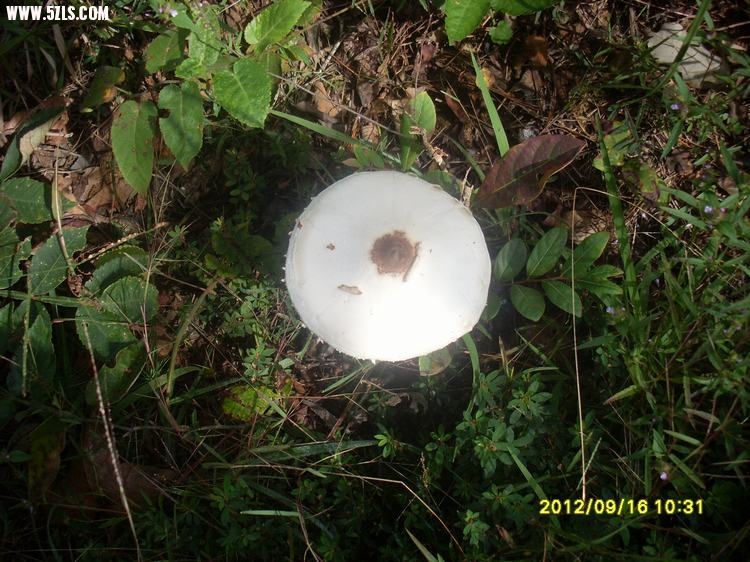 SL389753.JPG