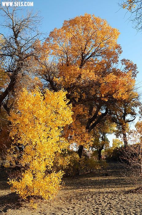 DSC_0210.JPG
