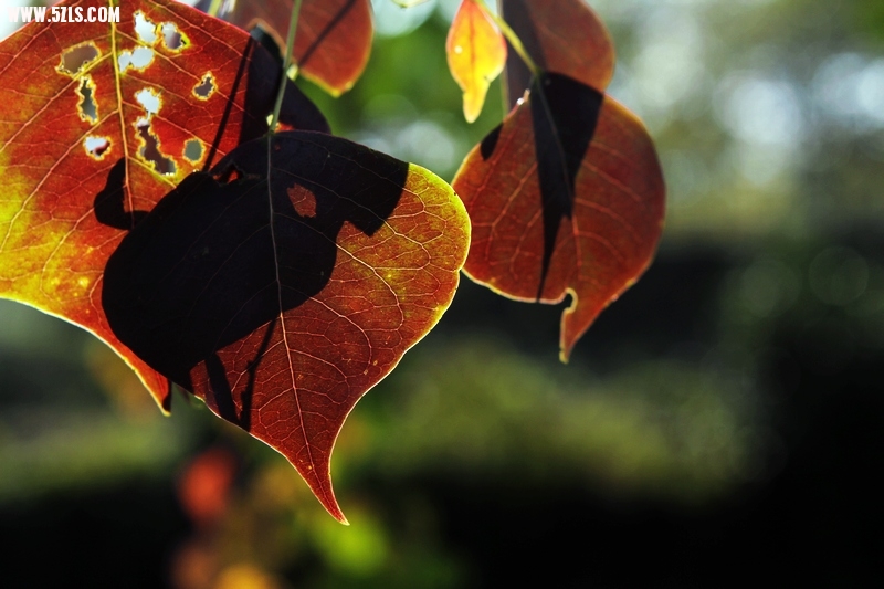 _MG_0700.jpg