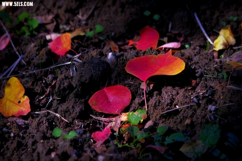 _MG_0684.jpg