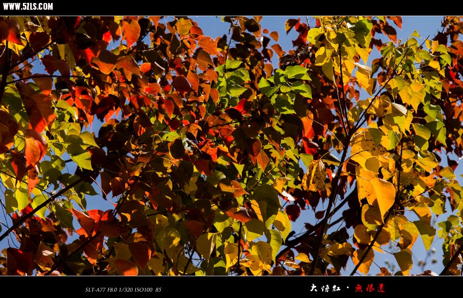DSC01887.jpg