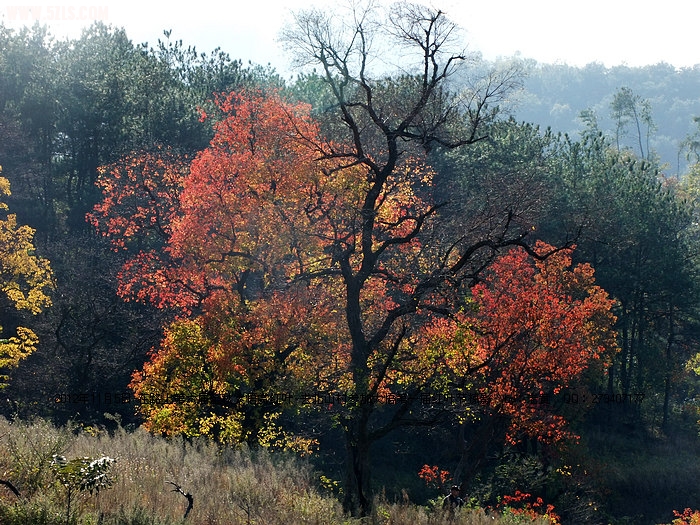 DSCF7960.JPG