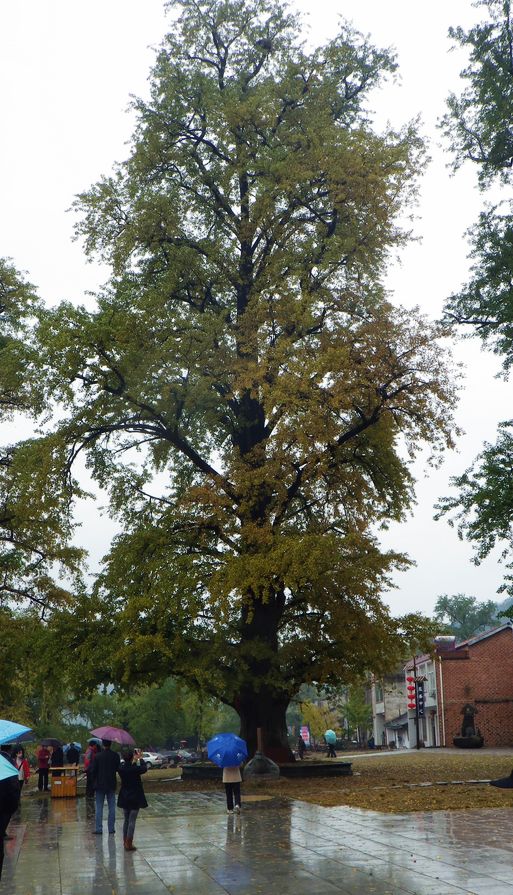 IMGP0175.JPG