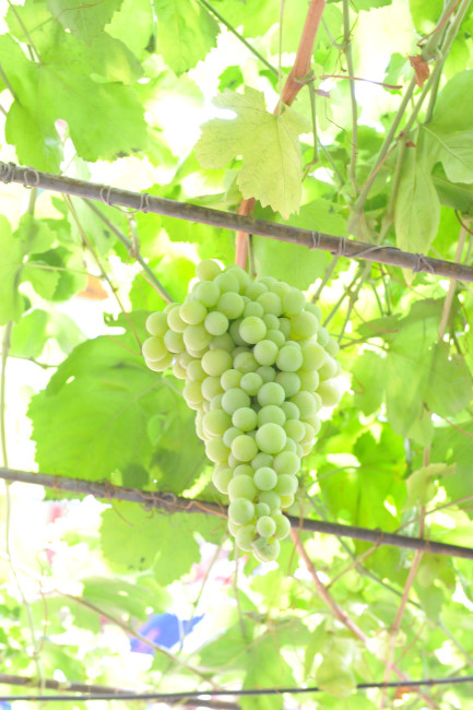 KXN_0874.JPG