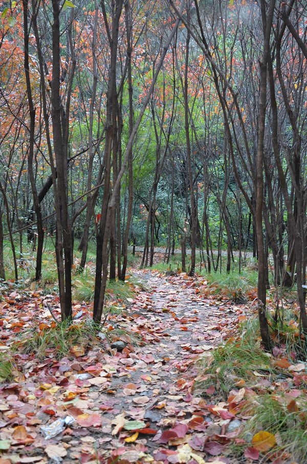 DSC_0234ba.jpg