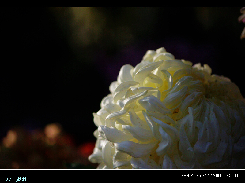 IMGP7679.jpg