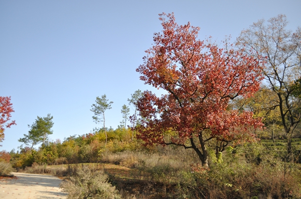 DSC_0451.JPG