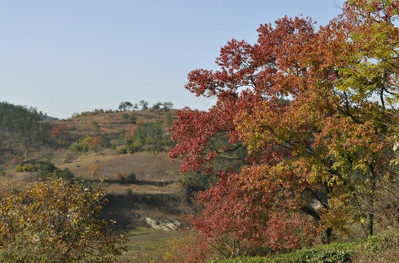 DSC_0466.JPG