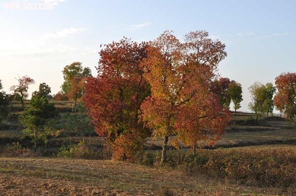 DSC_0580.JPG