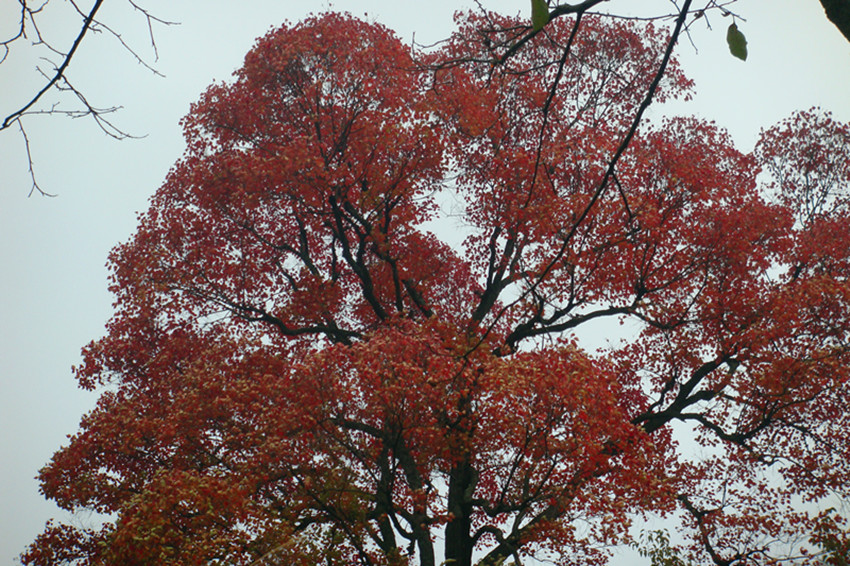 DSC08601_.jpg