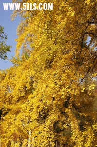 DSC02185_С.jpg