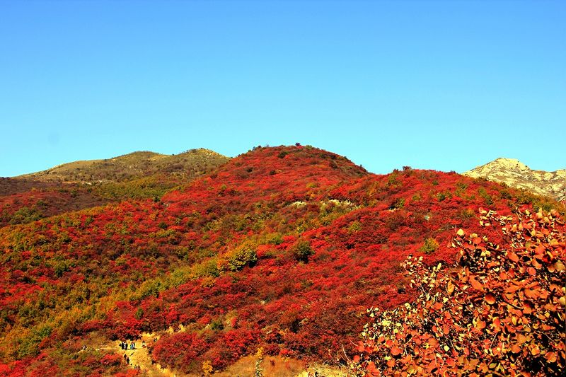 _MG_9406.jpg