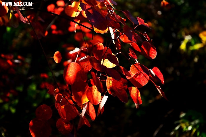 DSC_4765_003.jpg