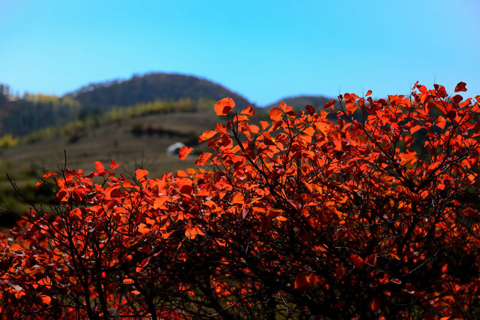 DSC_4927_001.jpg
