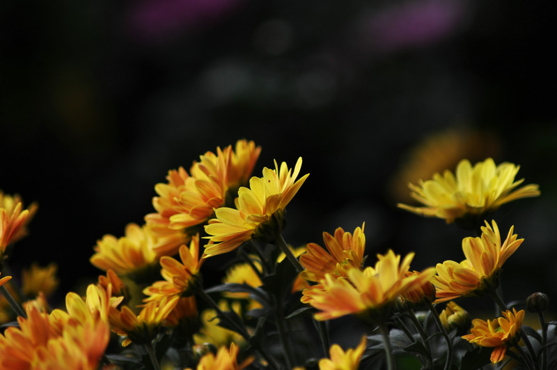 DSC_5671.jpg
