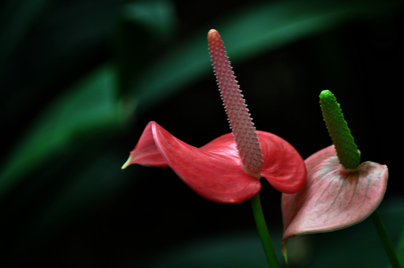 DSC_5727.jpg