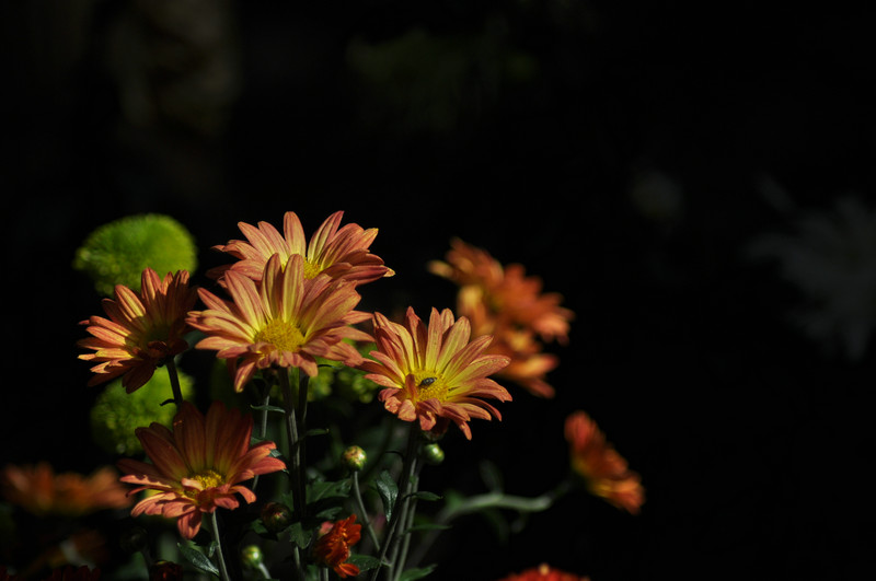 DSC_9116.jpg