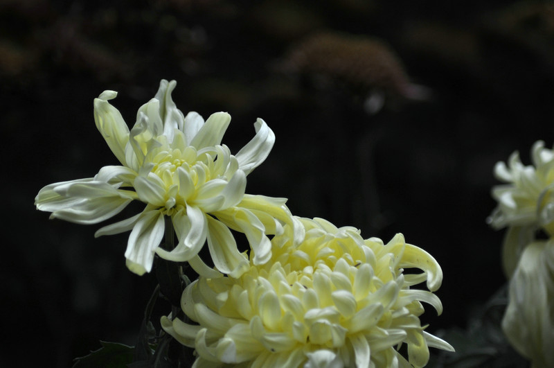 DSC_5784.jpg