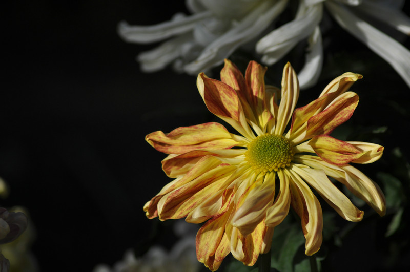 DSC_9338.jpg