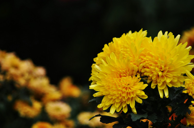 DSC_5765.jpg