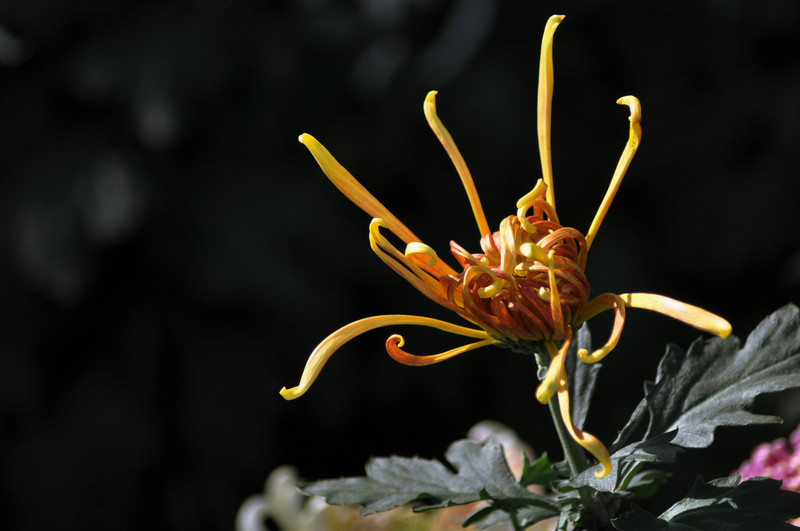 DSC_9262.jpg