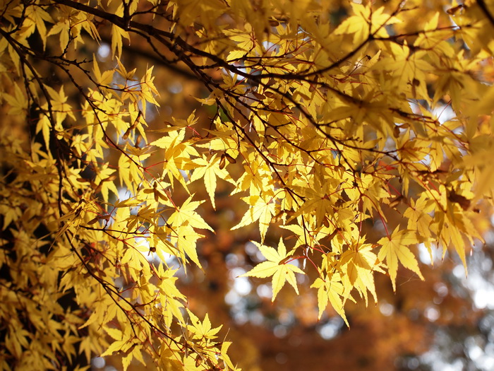 P1016814_С.jpg