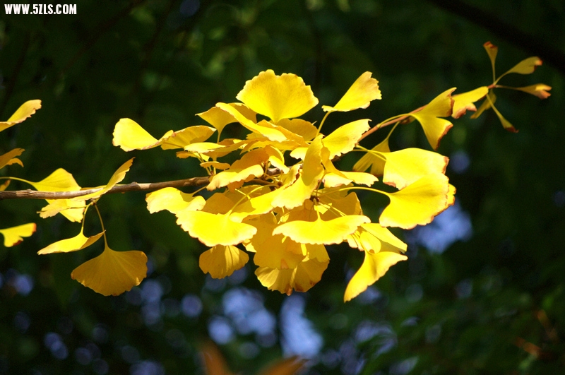 IMGP9011.jpg