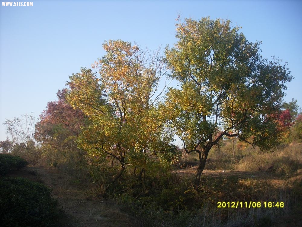 010.JPG