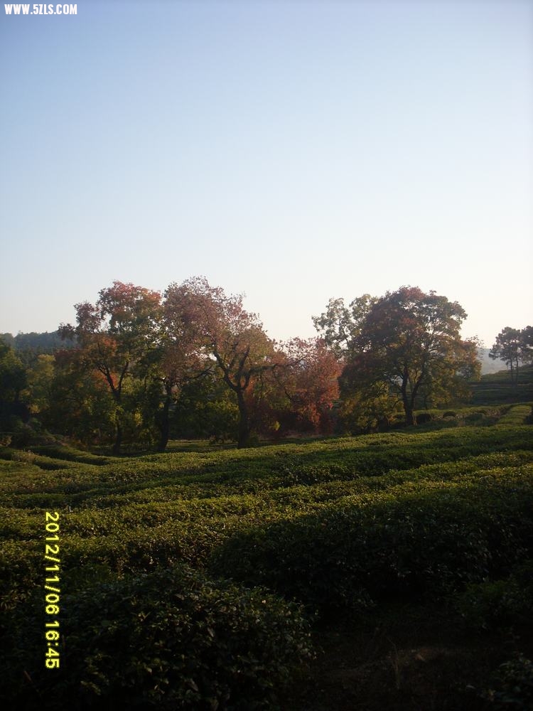 SL381350.JPG