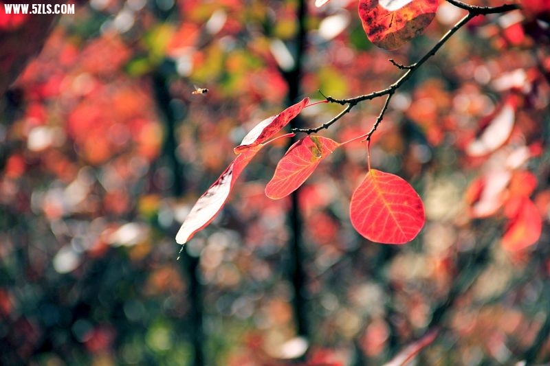 _MG_9109.jpg